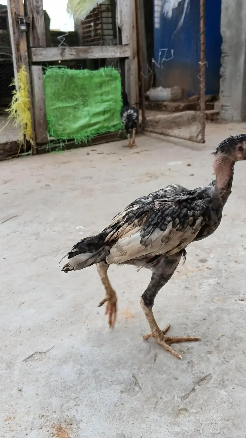 High quality Adeel Pair for sale — photo 10