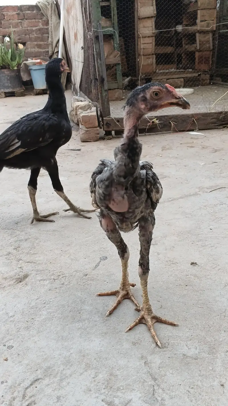 High quality Adeel Pair for sale — photo 11