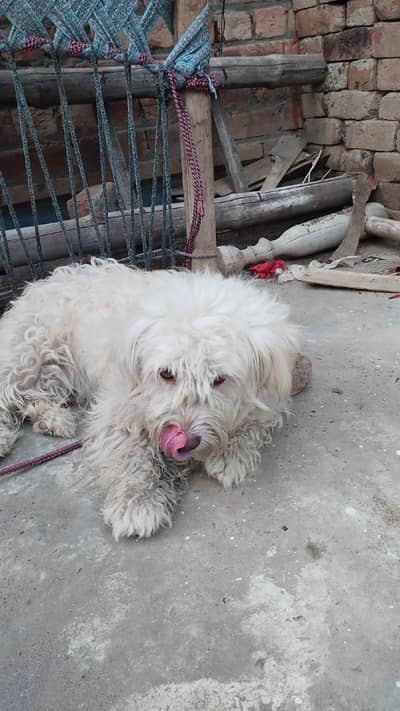 Russian female dog