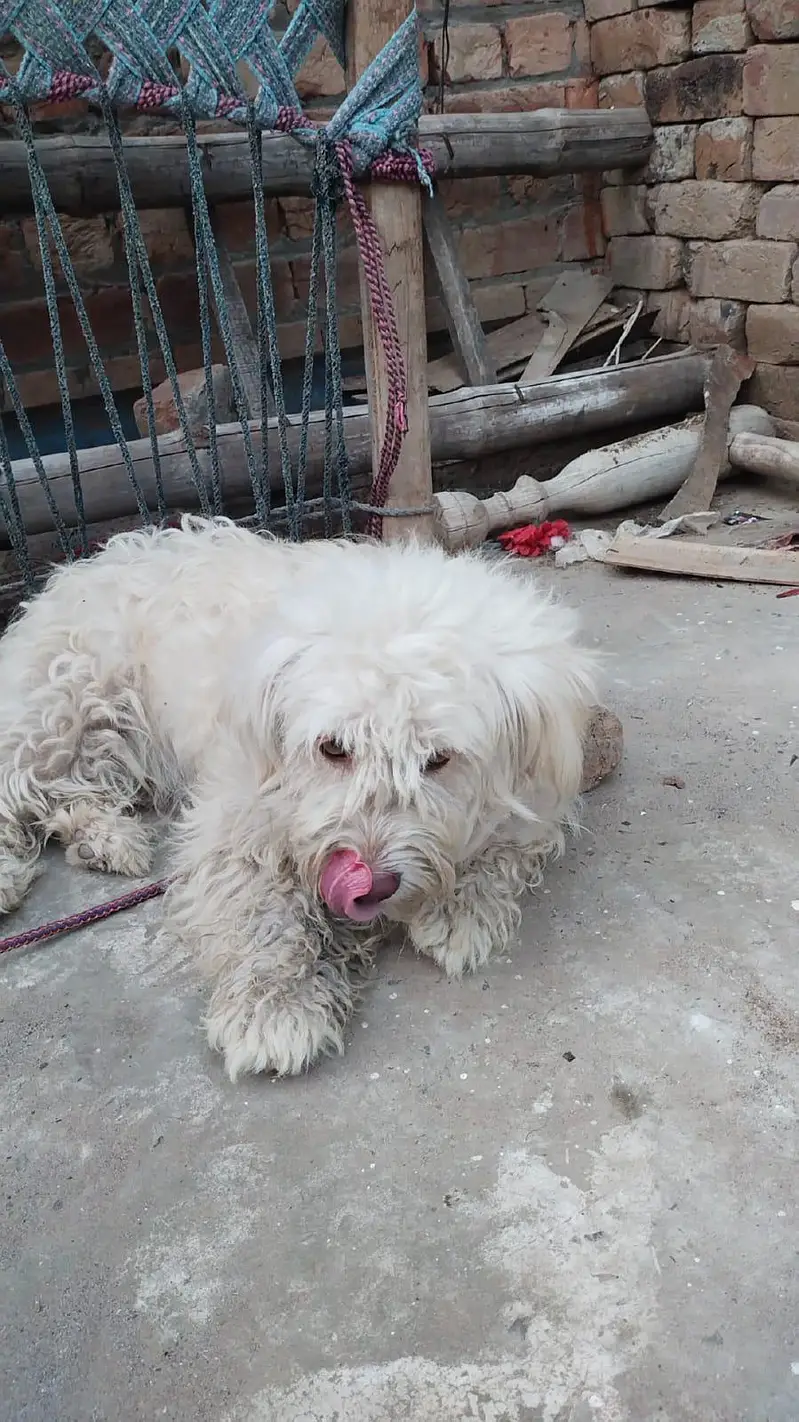 Russian female dog