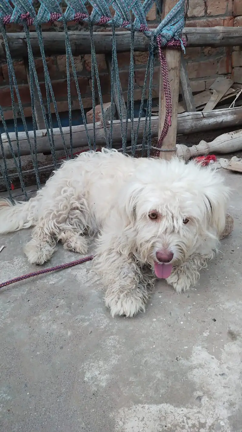 Russian female dog — photo 2