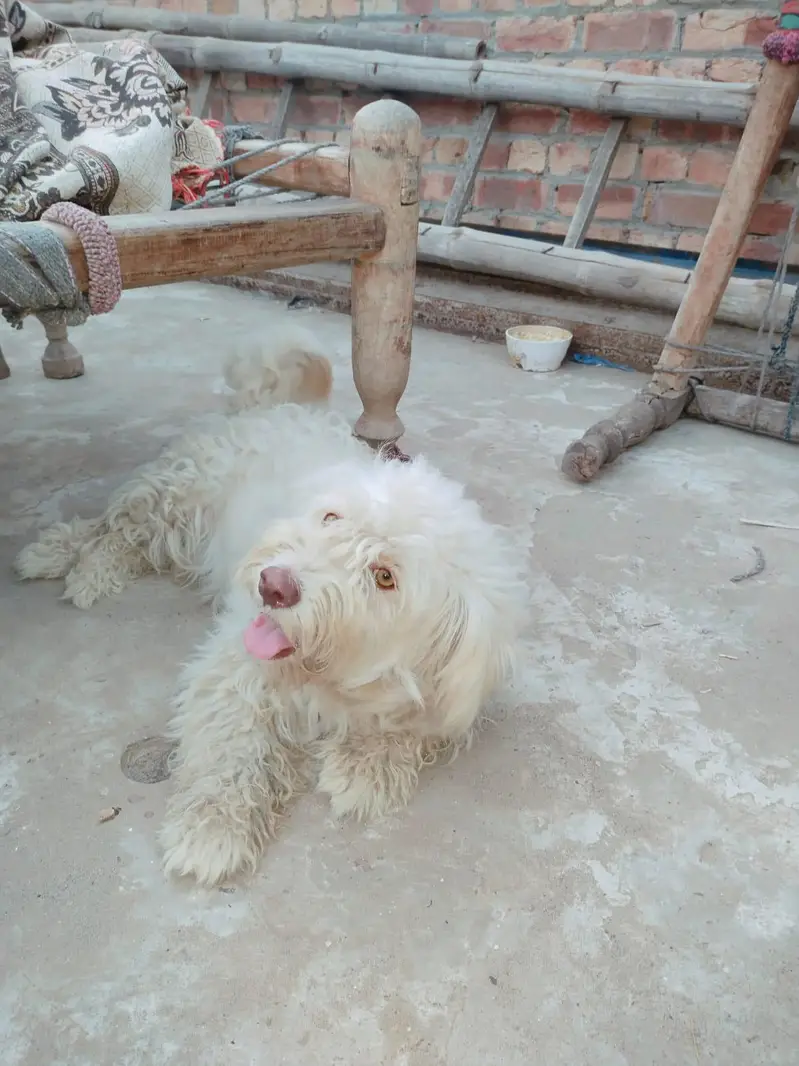 Russian female dog — photo 3