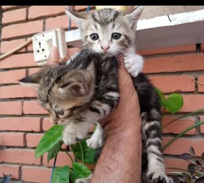 FREE for pet lovers