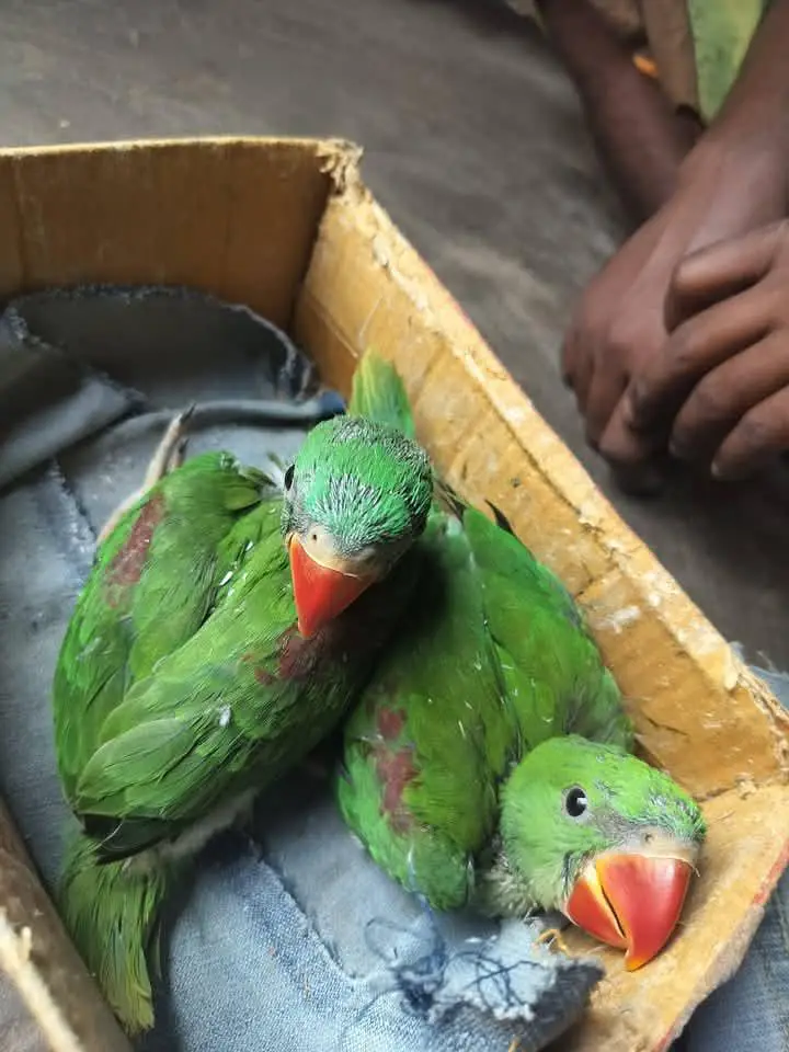 Kashmiri Raw Chicks Pair — photo 2