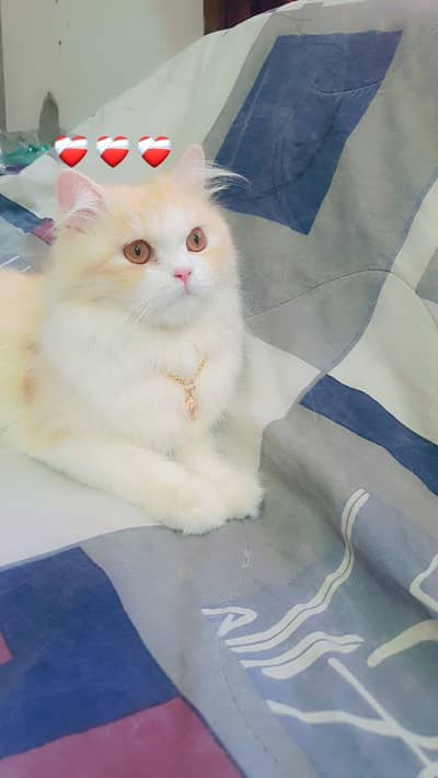 MASHALLAH PERSIAN MALE CAT - FOR SALE- AC RAISED