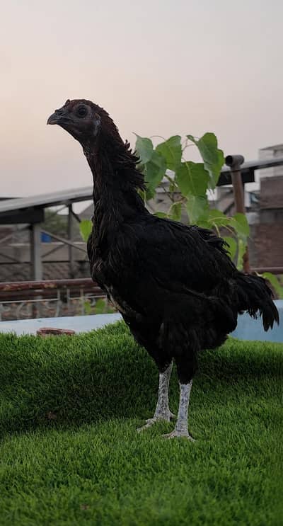 Pure Dragon Black Eyes Female | Rare Black Eyes | High Quality