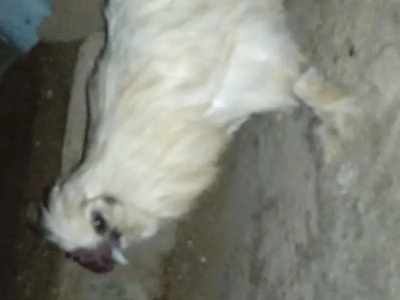active male — photo 2