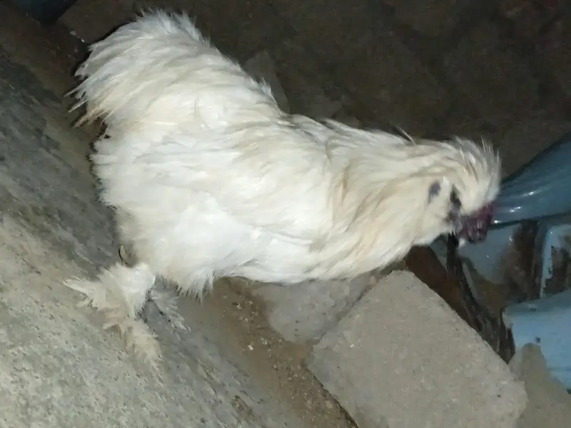 active male — photo 3