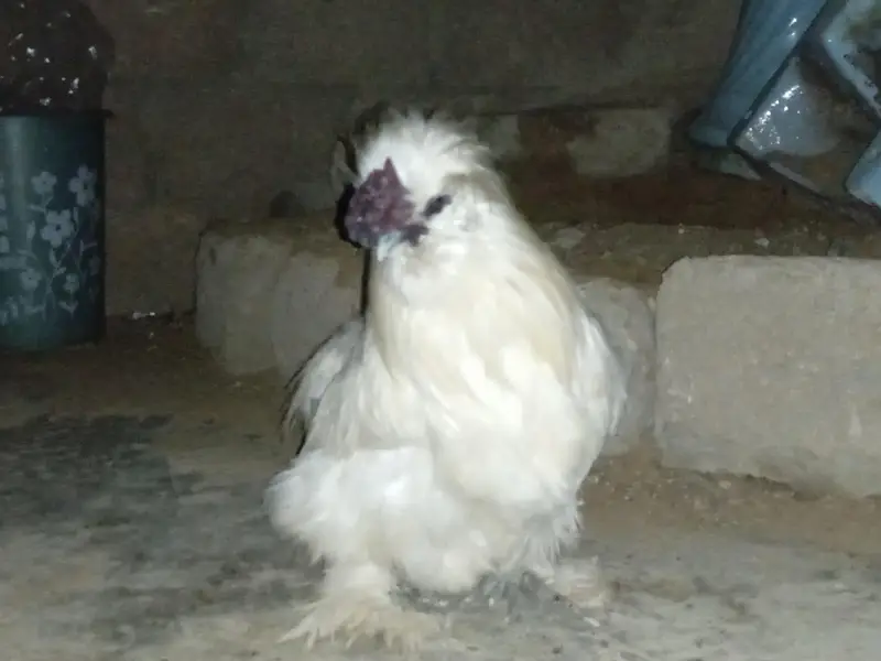 active male — photo 4