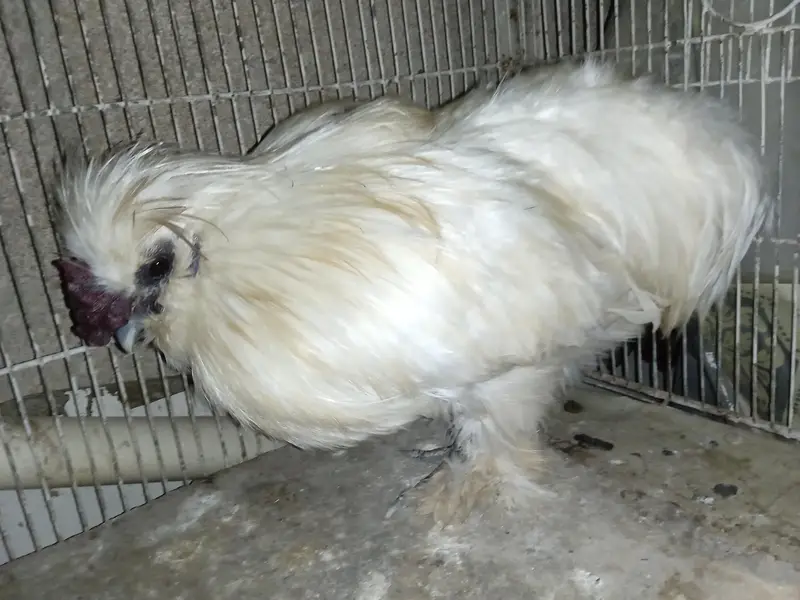 active male — photo 5