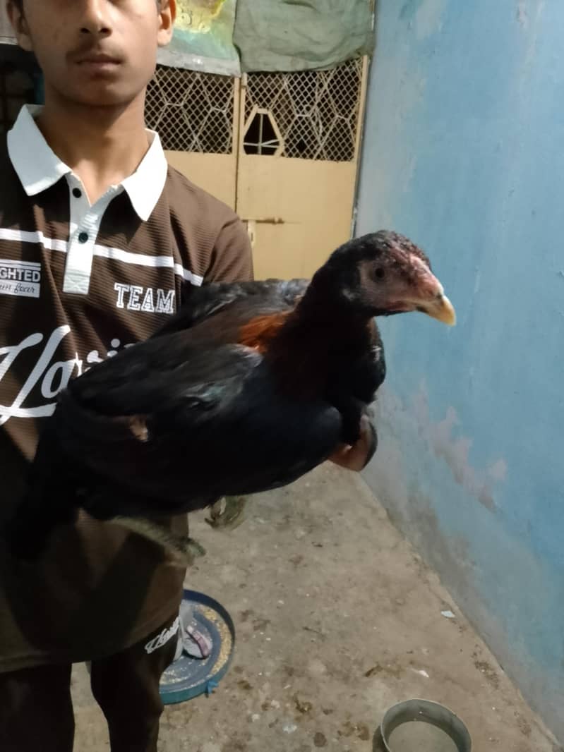 Aseel Black Java Murga Murgi Pair 0