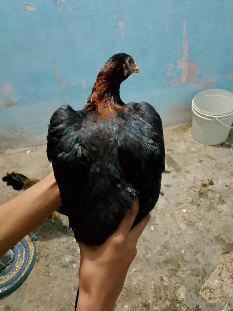 Aseel Black Java Murga Murgi Pair 1