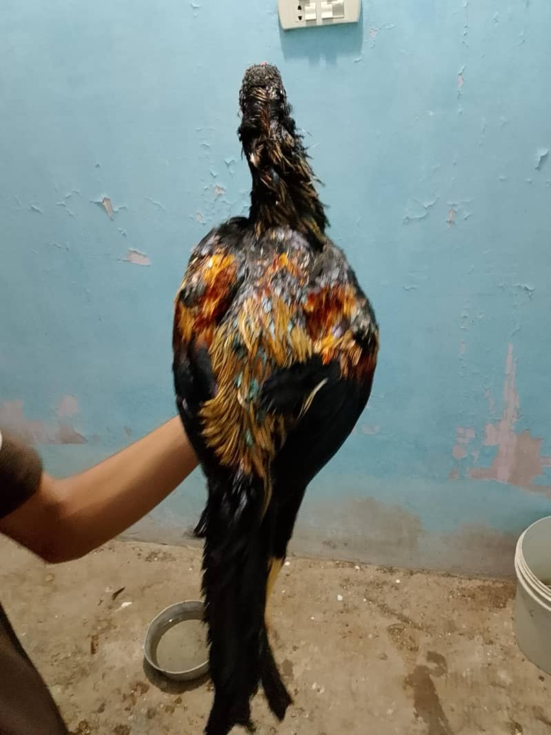 Aseel Black Java Murga Murgi Pair 2