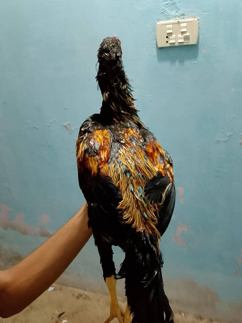 Aseel Black Java Murga Murgi Pair 3