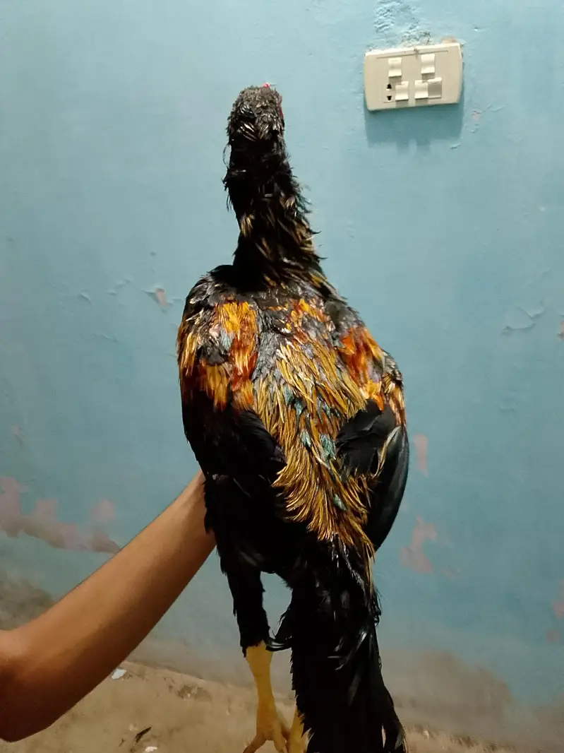Aseel Black Java Murga Murgi Pair — photo 4