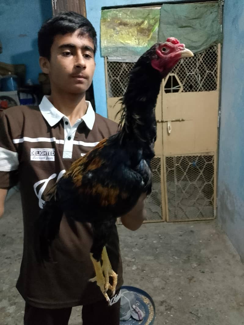 Aseel Black Java Murga Murgi Pair 4