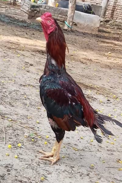 Lakha Aseel Bird