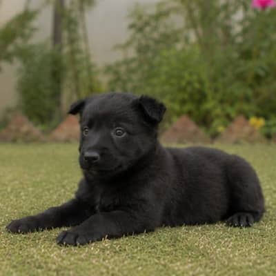 Black German Shepherd Male Puppy