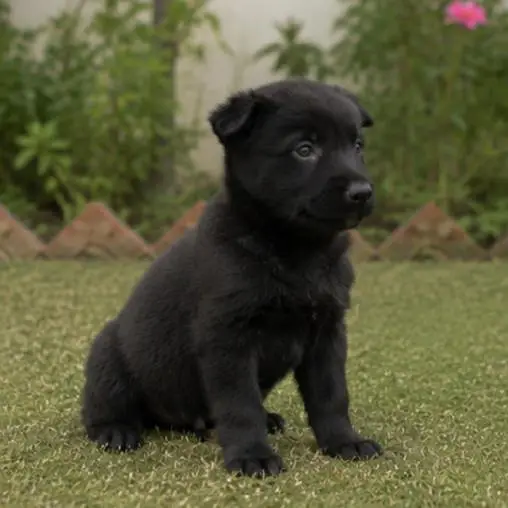 Black German Shepherd Male Puppy — photo 2