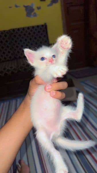 Triple coat kitten