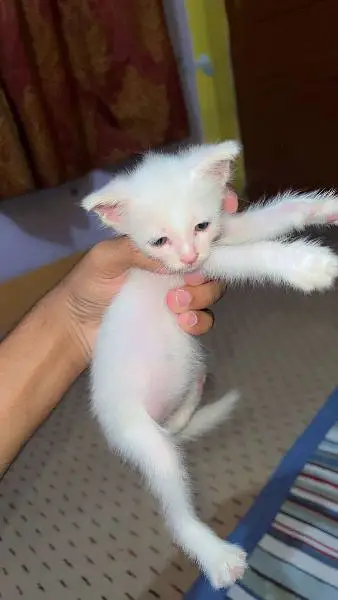 Triple coat kitten — photo 2