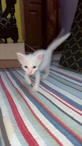 Triple coat kitten — photo 3