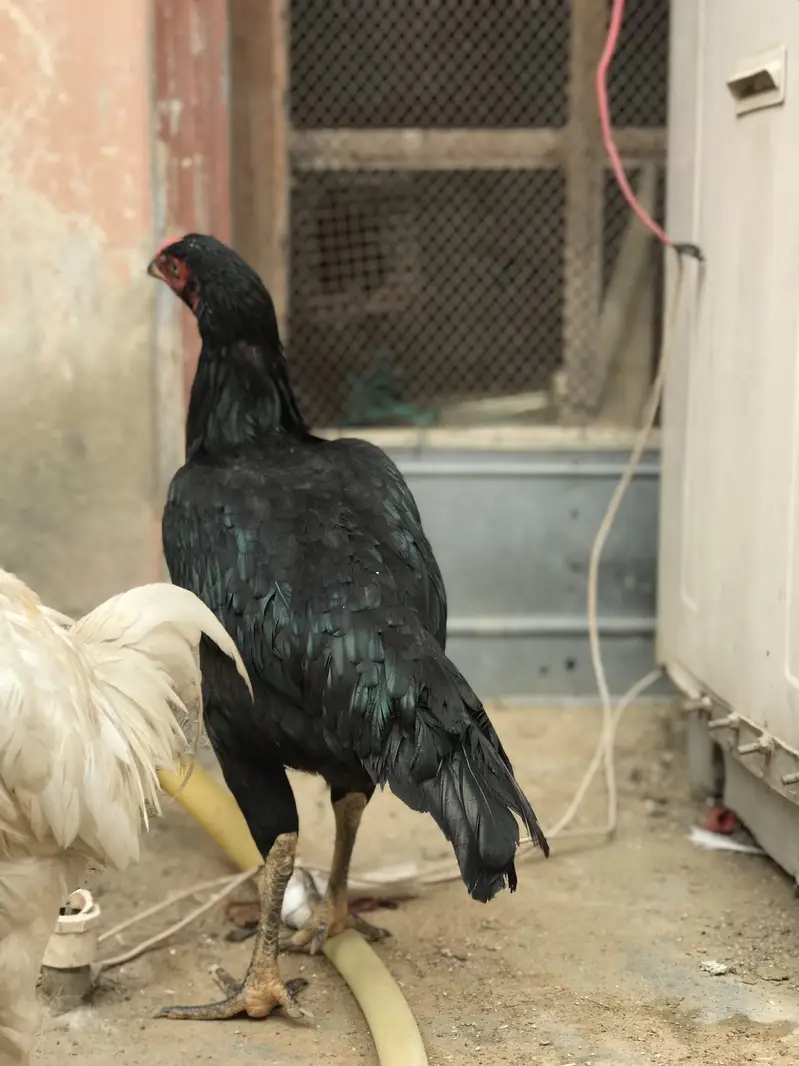 Top quality jumbo size mushki madi and 1 aseel madi — photo 3