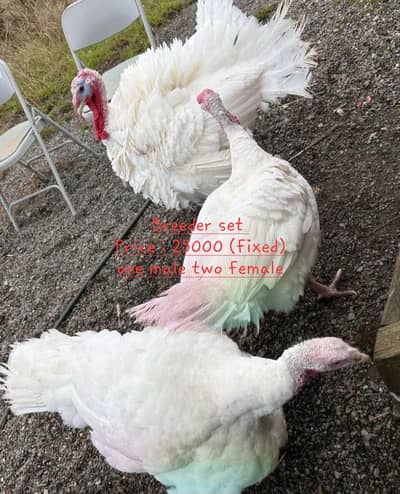 Breeder and Young turkey birds for sale .