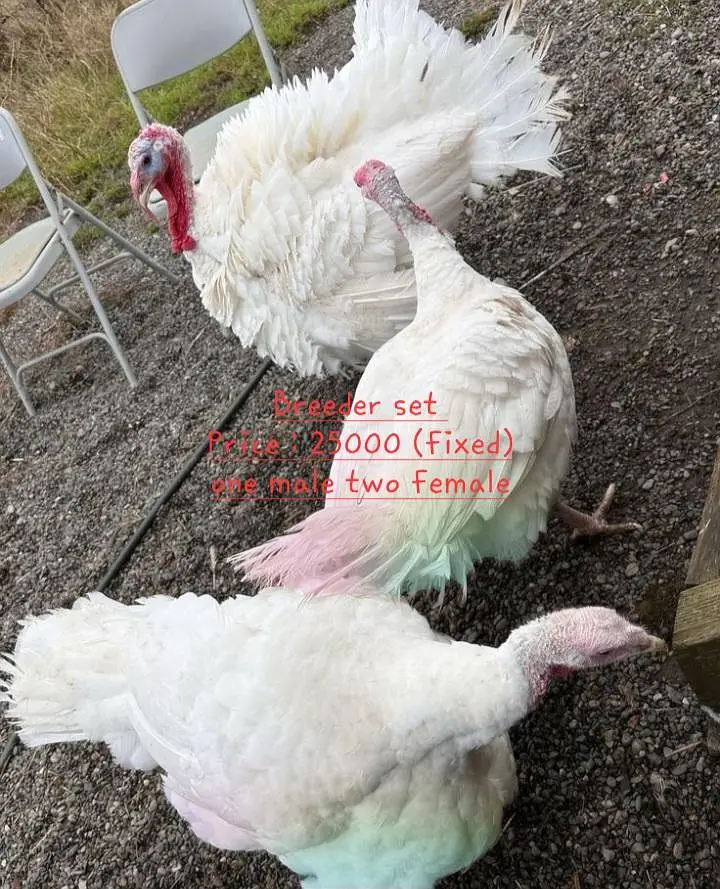 Breeder and Young turkey birds for sale .