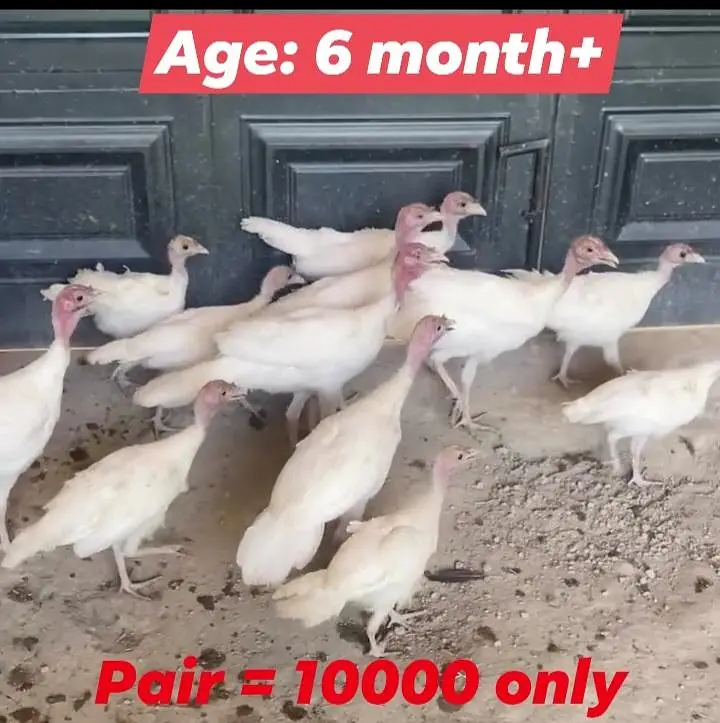 Breeder and Young turkey birds for sale . — photo 2