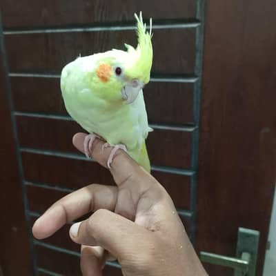 hand tame cream cocktail