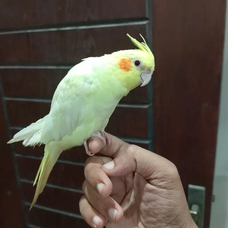 hand tame cream cocktail — photo 2
