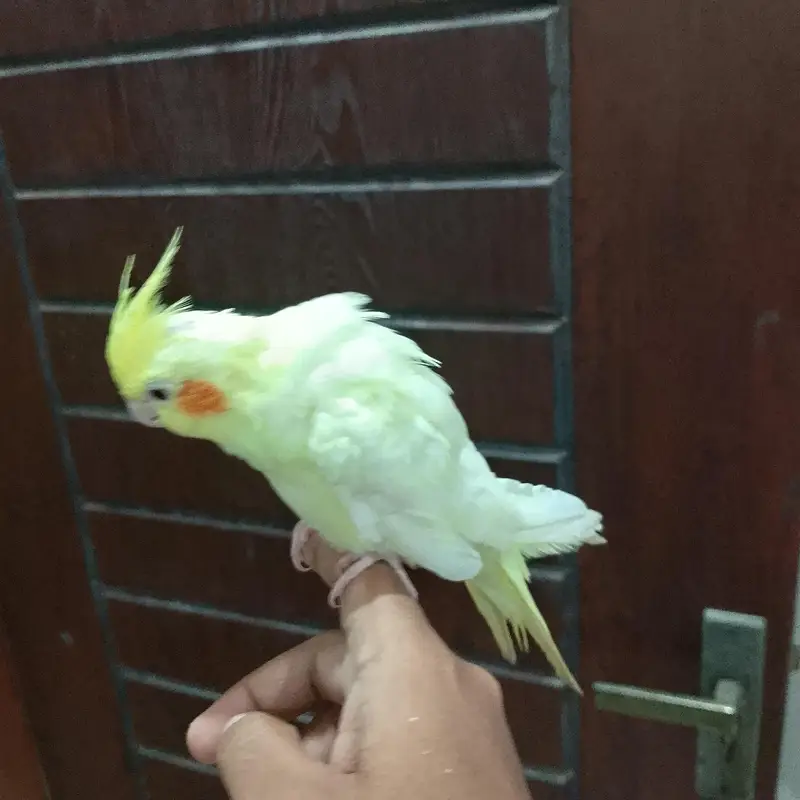 hand tame cream cocktail — photo 3