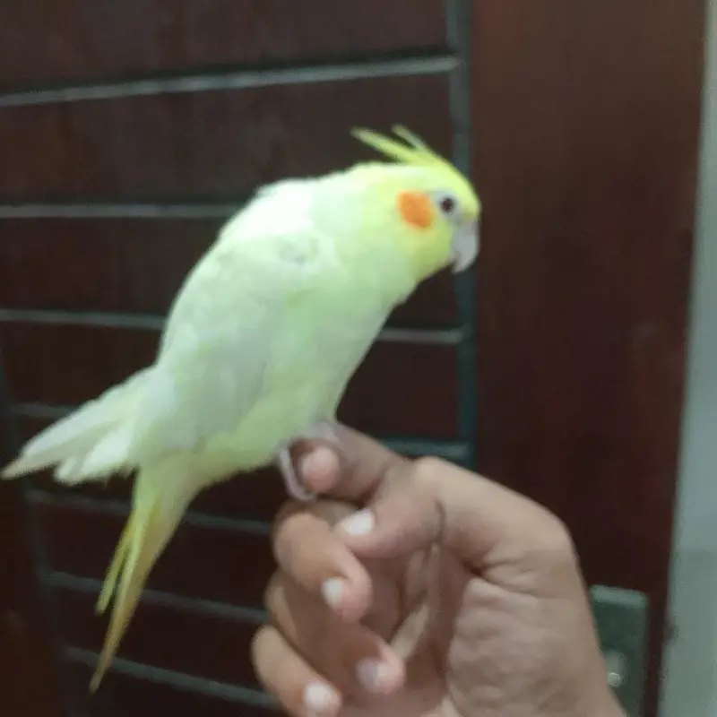 hand tame cream cocktail — photo 4