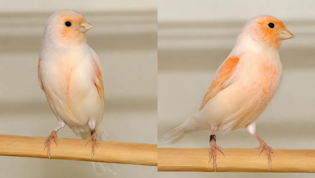 Premium Mosaic Canary Pair for Sale – Male and Female — photo 2