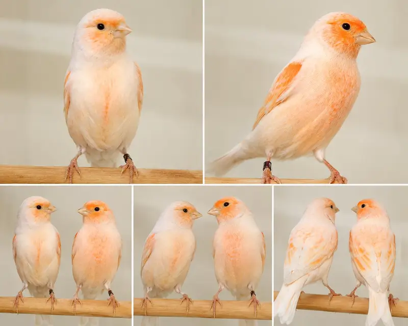 Premium Mosaic Canary Pair for Sale – Male and Female — photo 3