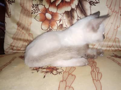 Siamese kitten