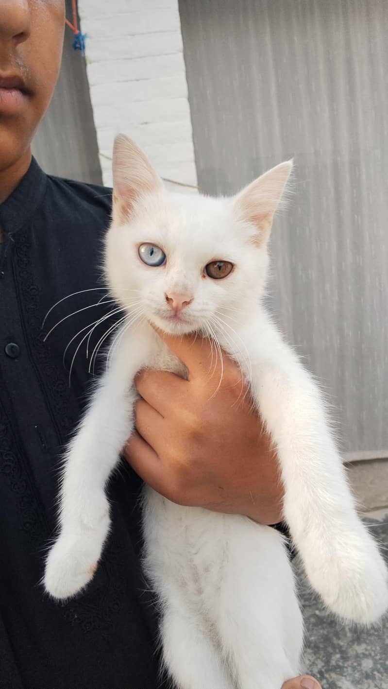 kittens 0