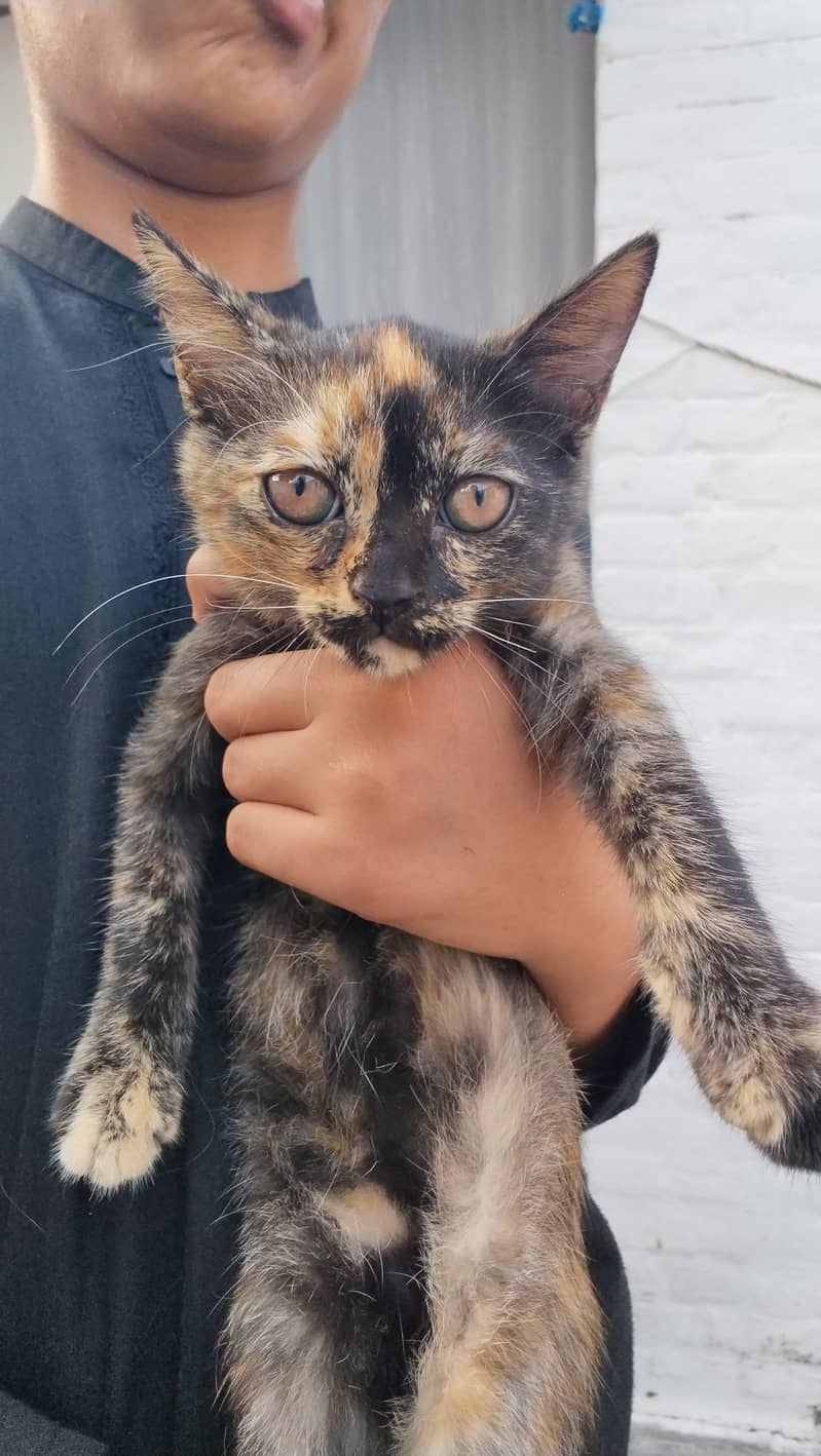 kittens 1