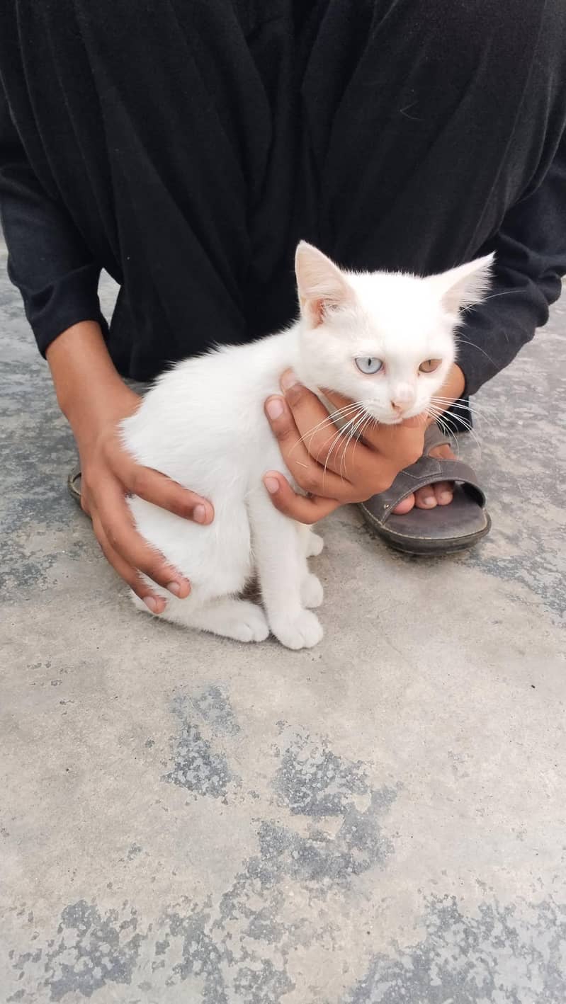 kittens 3