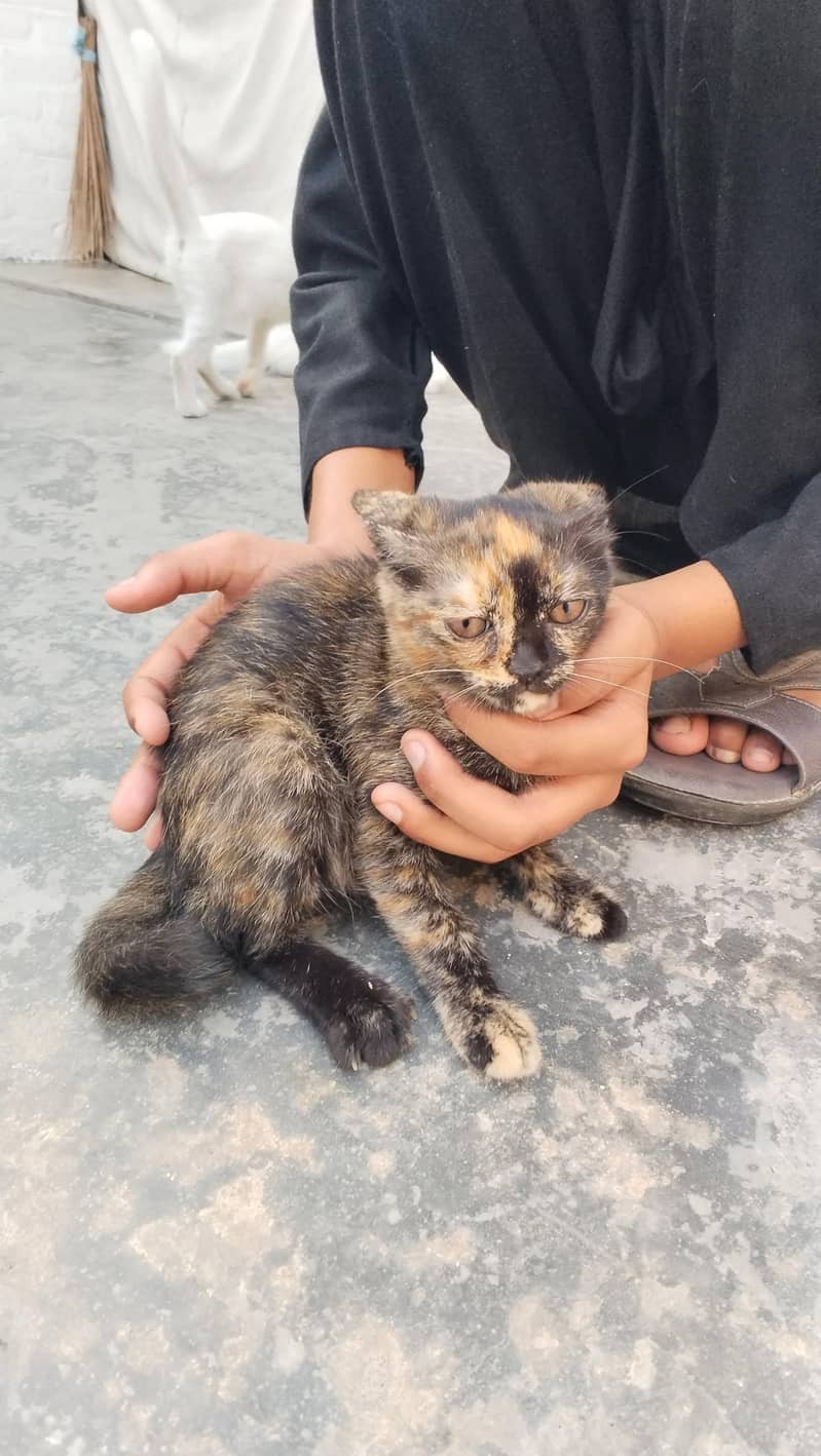kittens 4