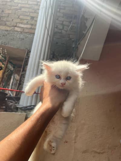 cat babies for sale urgent