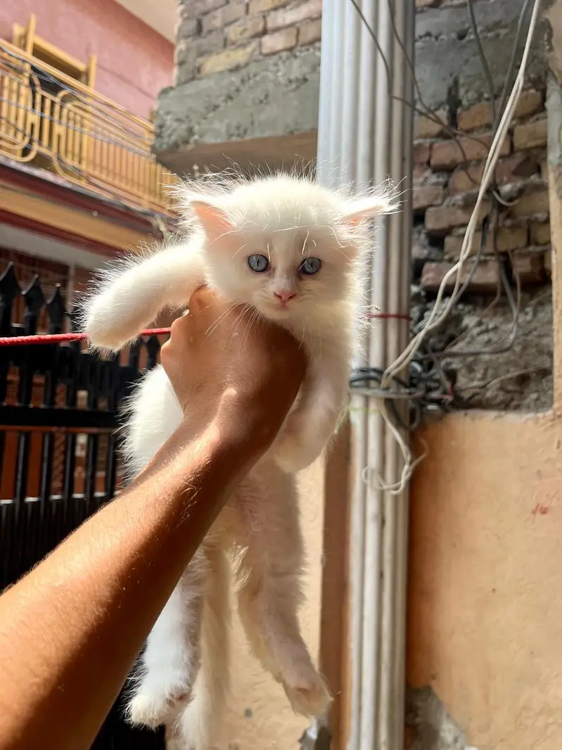 cat babies for sale urgent — photo 2
