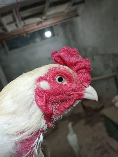 aseel heera breeder aseel heera murgi aseel heera chicks