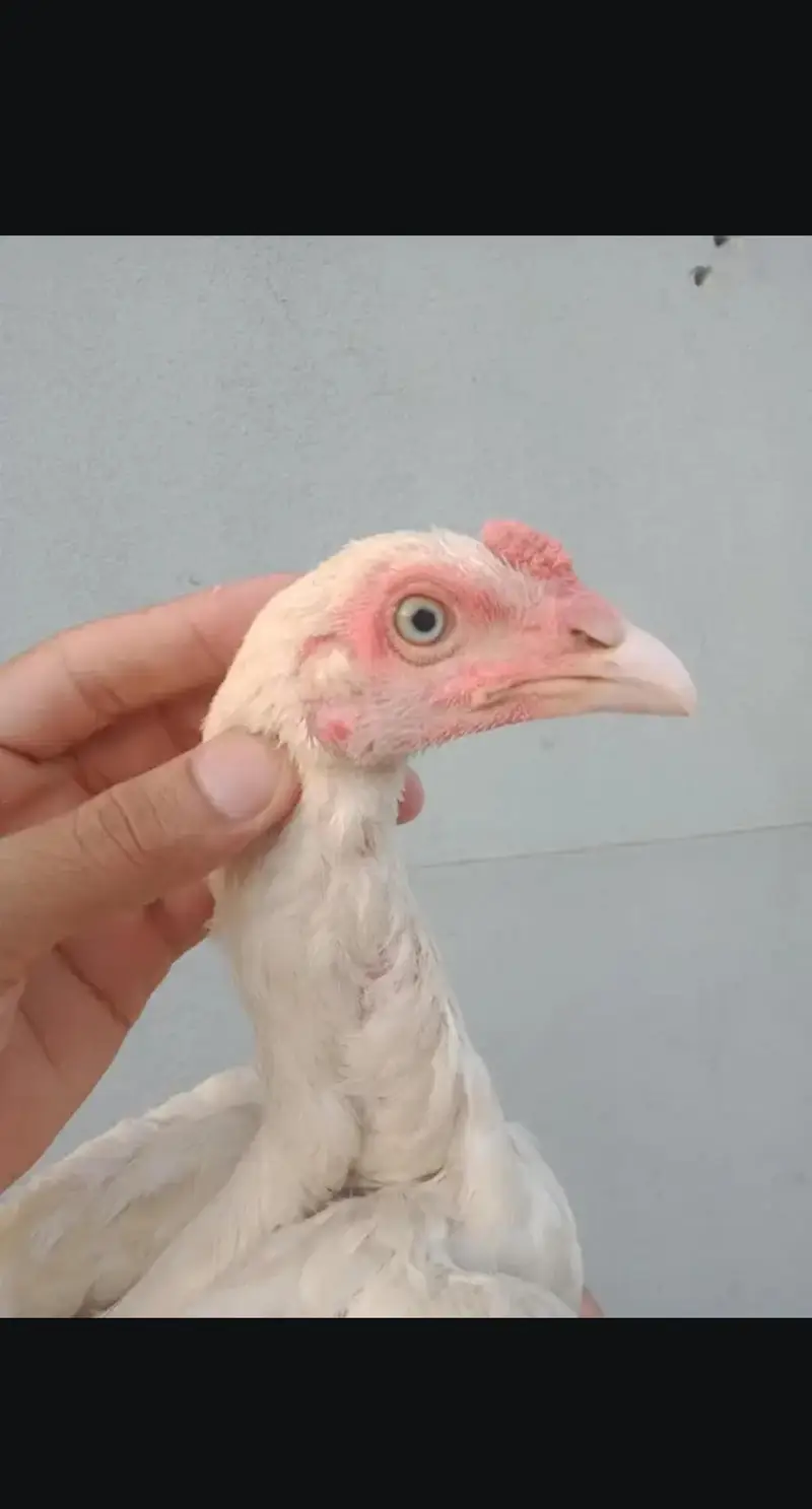 aseel heera breeder aseel heera murgi aseel heera chicks — photo 2