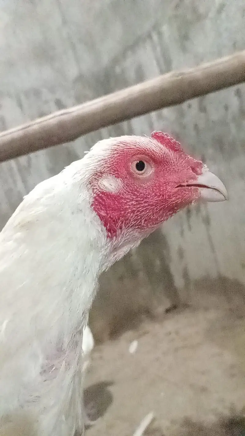aseel heera breeder aseel heera murgi aseel heera chicks — photo 3