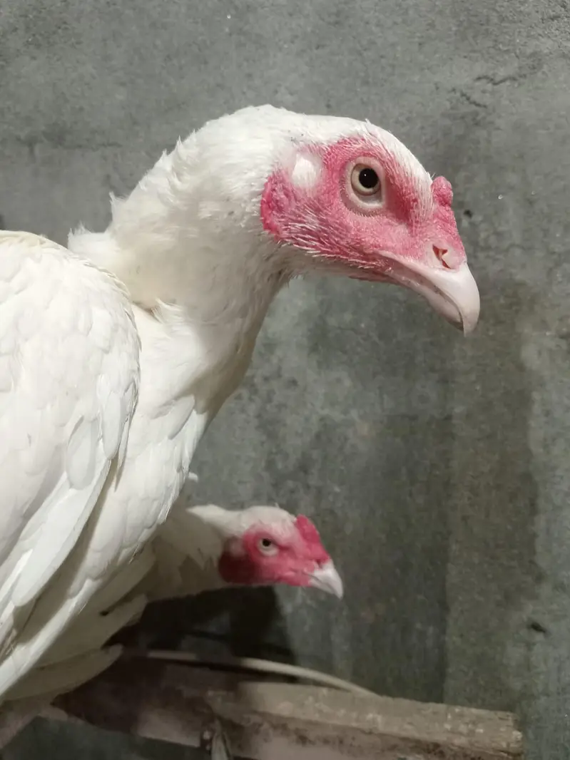 aseel heera breeder aseel heera murgi aseel heera chicks — photo 4