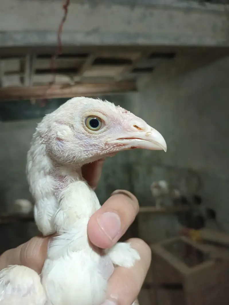 aseel heera breeder aseel heera murgi aseel heera chicks — photo 5