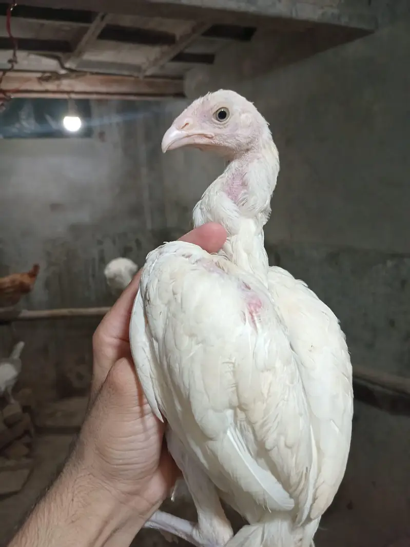 aseel heera breeder aseel heera murgi aseel heera chicks — photo 6