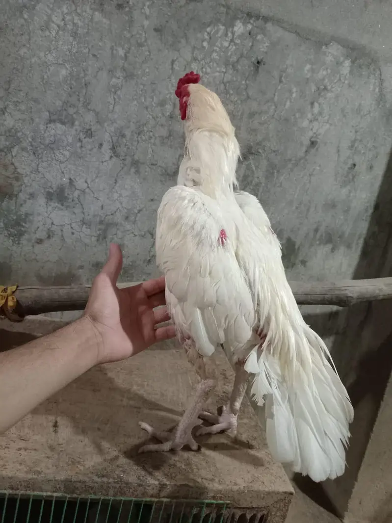 aseel heera breeder aseel heera murgi aseel heera chicks — photo 7
